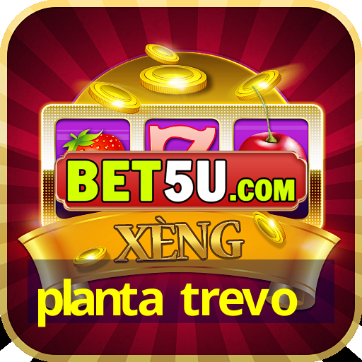 planta trevo